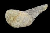 Partial Theropod Dinosaur Ulna - Aguja Formation, Texas #116737-1